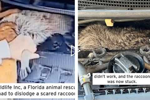 Raccoon Rescued From Behind Car Engine #Shorts