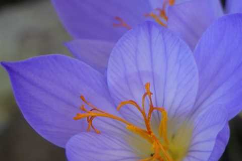 Autumn Crocus