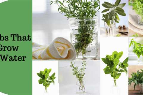 Herbs That Grow in Water