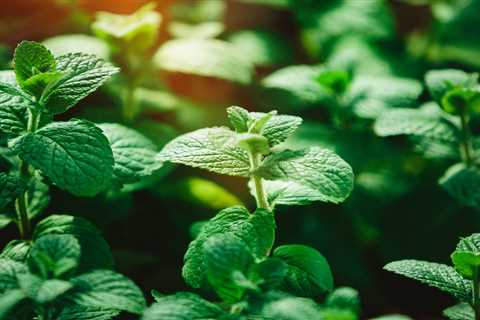 Tips For Growing Mentha