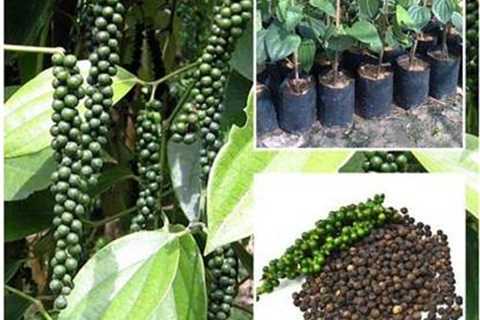 Black Pepper is an Essential Spice in Indian Cooking and Ayurvedic Herbal Treatment