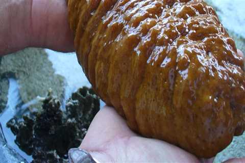 Is it okay to pick up a sea cucumber?