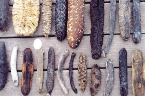 What are the different steps in processing dried sea cucumber?