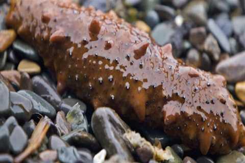 Can you pick up a sea cucumber?