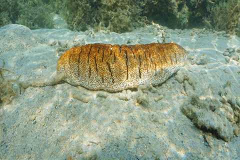 Do sea cucumbers clean the ocean?