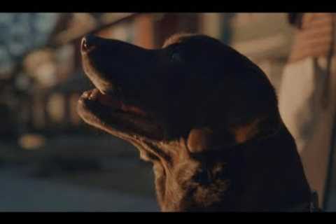 Farmer's Dog Ad Earns Top Super Bowl Commercial