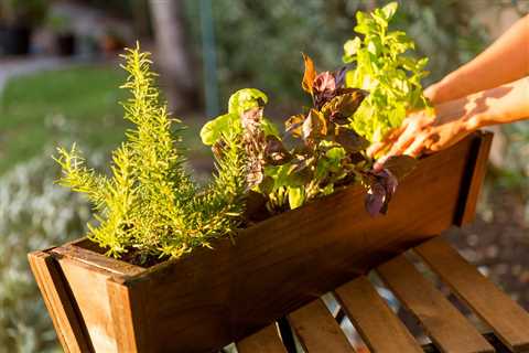 Herbs in Pots - How to Grow Delicious Herbs in Pots