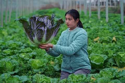 Spicy Cabbage: Turning Cabbage into Delicious Food without Cooking