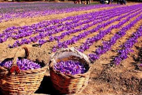 How it''s Made: Saffron - Saffron Agriculture Process Step by Step and Saffron Factory Processing