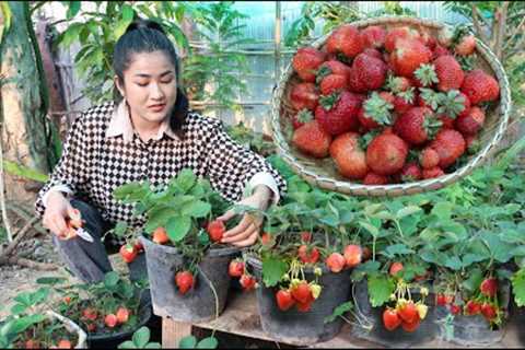 Harvest strawberry from vegetable garden for my recipe - Cooking with Sreypov