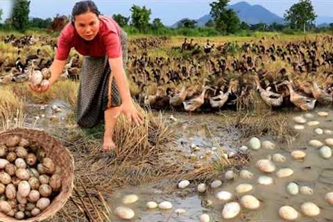 survival in the rainforest - find lots of egg duck & cook for dog with woman - Eating delicious ..