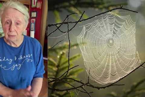 These Spider Webs off my Cottle House Porch | Cooking With Brenda Gantt 2023