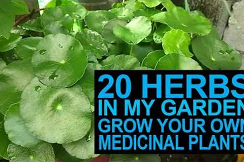 20 Herbs In My Garden I Grow Your Own Medicinal Plants