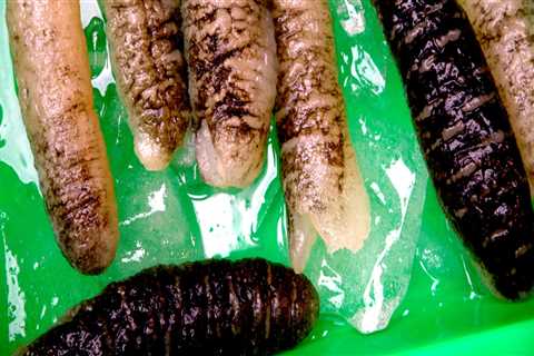 A Step-by-Step Guide to Soaking Dried Sea Cucumber to get the Perfect Texture