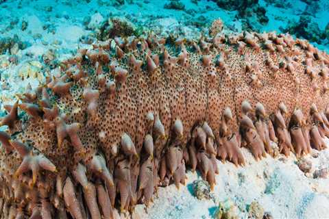 The Benefits of Sea Cucumber: A Comprehensive Guide