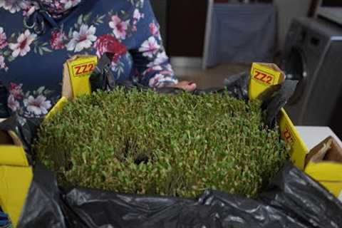 Planting, harvesting and then cooking my own Methi herbs with melting moment potatoes