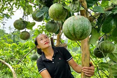 Harvesting Forest Fruits, Herbs goes to the market sell - Fence for ducks | Ly Thi Tam