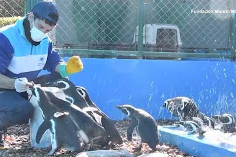 Rehabilitated Penguins Released to the Wild