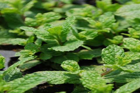 Mint Varieties - Exploring the Refreshing Herb Family!