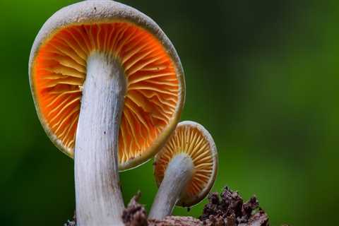 Mushrooms: A Comprehensive Overview