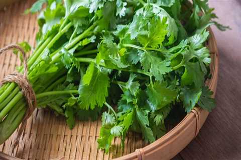 Everything You Need to Know About Cilantro