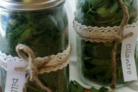 How to Store and Preserve Fresh Herbs