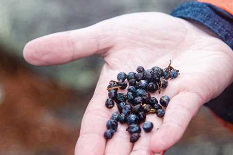 Craft Gins Get a Boost From Native Juniper