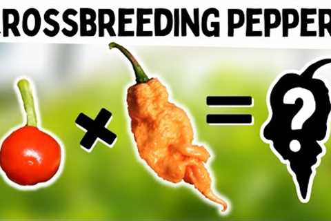 How To Crossbreed Peppers - Make A New Pepper Variety!