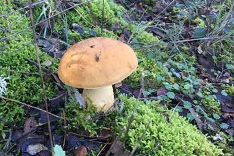 From Forest to Kitchen: Identification & Exciting Recipes for Bolete and Saffron Milk Cap..