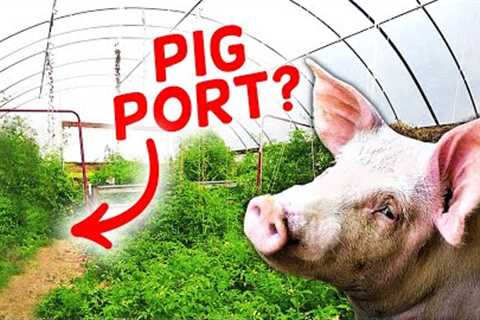 You Can''t Get This Pork at the Grocery Store | I''m Building a PIG PORT