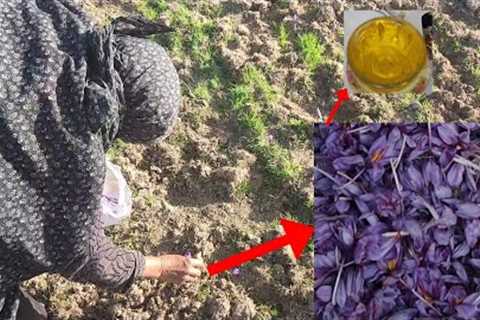 Unveiling the Mysteries of Saffron Harvest: Rural Life in South Khorasan