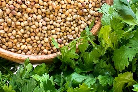 Cilantro Vs. Coriander: Is Coriander the Same as Cilantro?