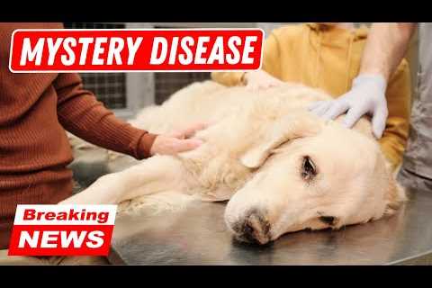 LATEST: Mysterious respiratory illness update for pet parents