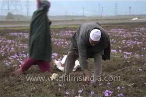 Kashmiris pick saffron flowers on windy day in Pampore, Srinagar: November 2015