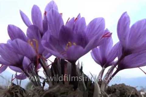 Saffron flowers ready for harvest in Srinagar - Crocus sativus