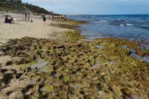 The Fascinating Role of Abalones in Traditional Chinese Medicine