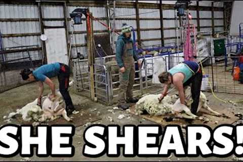 SHE SHEARS!! | night shearing with the ladies, winter prep with hubs, & our down ewe is UP!..