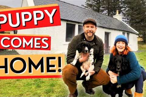 Bringing A NEW PUPPY Home To Our Cottage On The Isle Of Skye, Scottish Highlands Ep52