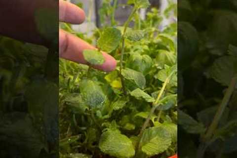 Herb Garden #food #cookingfood #foodie #howto #cooking #herbs #viral