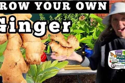 How to Grow Ginger in Containers SEE Harvest * MUST KNOW TIPS Growing from Store Bought Vegetables