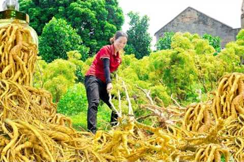 Harvest Polyscias Fruticosa is a thousand years old - Processing herbs & Polyscias fruticosa..