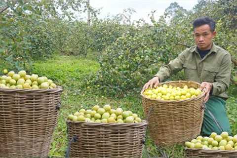 Taking care of the mother cow after giving birth, harvesting apples to sell at the market 142