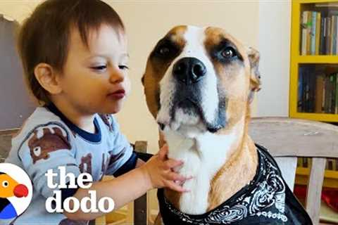 Dog With Wildest Zoomies Completely Transforms For His New Baby Bro | The Dodo